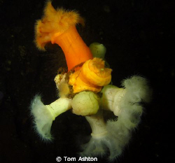 plumose anemones on wreckage, Loch Long, Scotland by Tom Ashton 